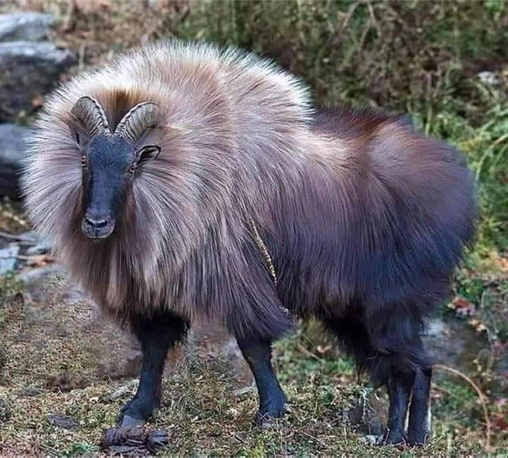Himalayan Tahr Nepal