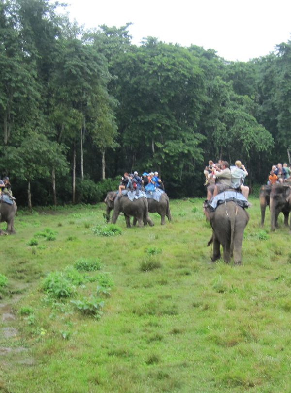 Chitwan-National-Park-Elephant-back-safari